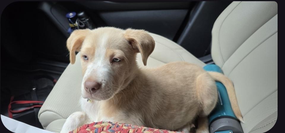 Enlarge Bella, a Adoptable mixed breed in Greenback, TN image 2/2