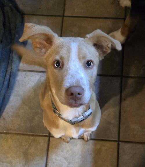 Bella, Adoptable, Puppy Female Hound.