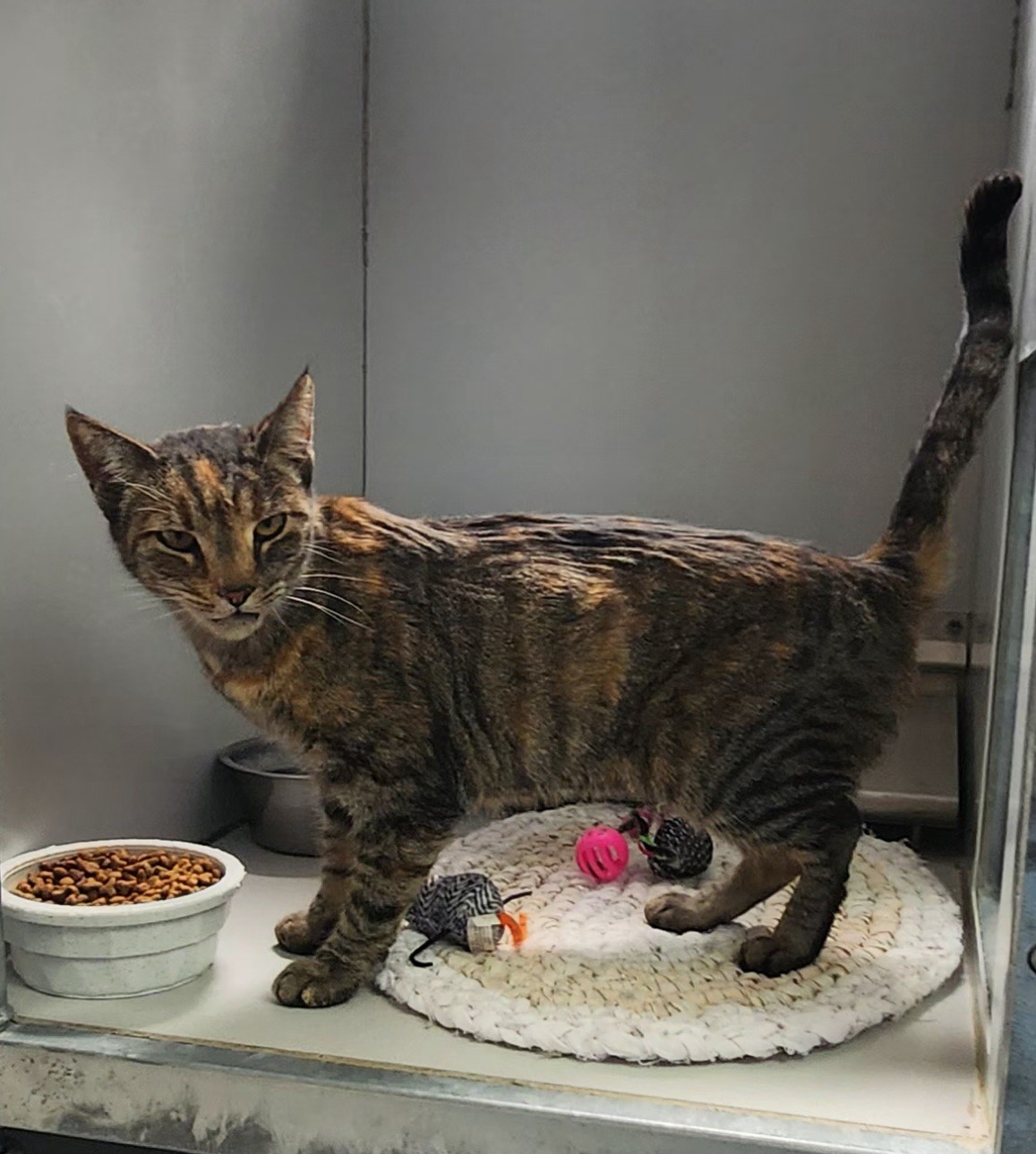 Cat for adoption 56982337, a Domestic Short Hair in Elko, NV Petfinder