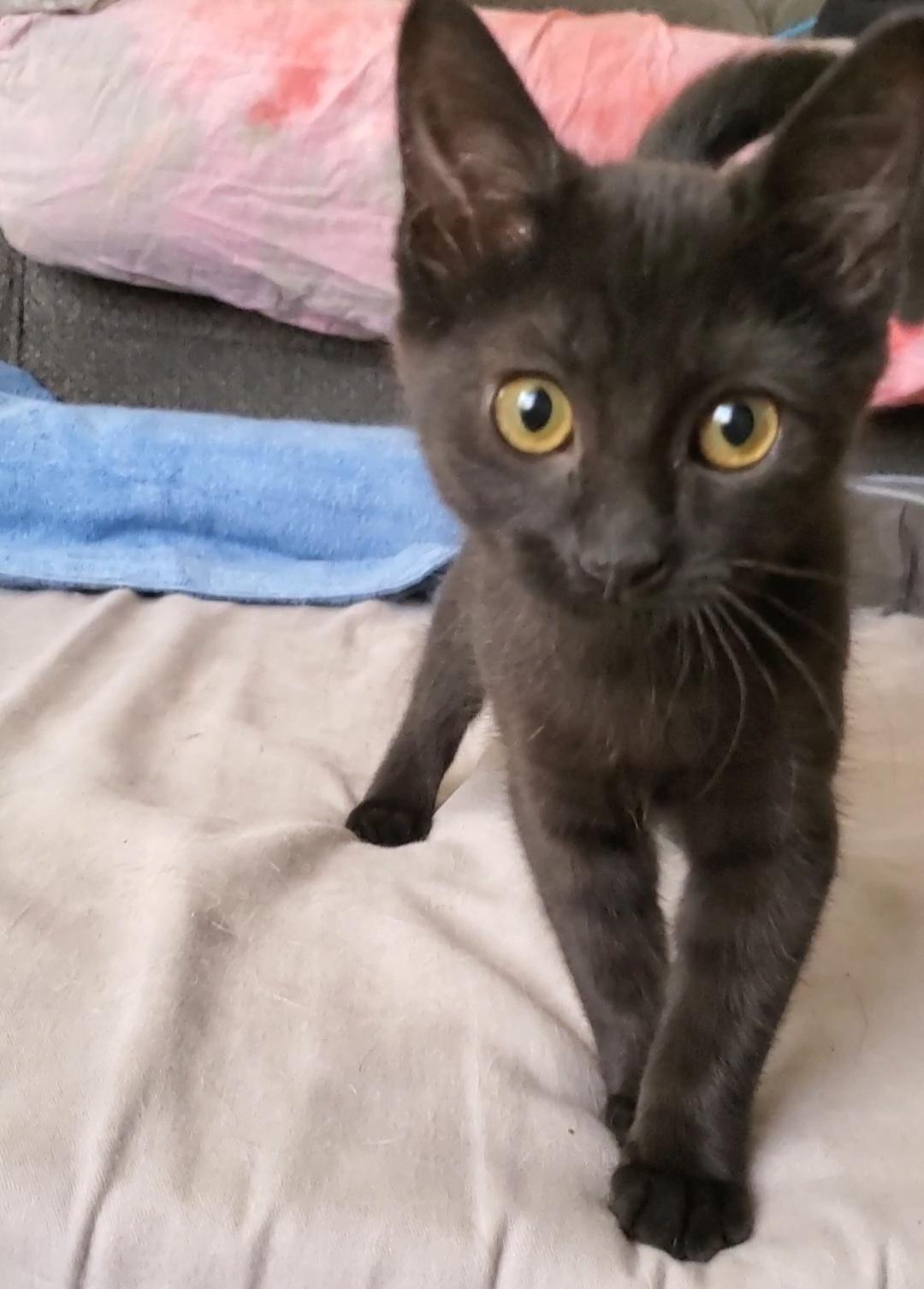 Sabrina, Adopted, Kitten Female Domestic Short Hair & Bombay.