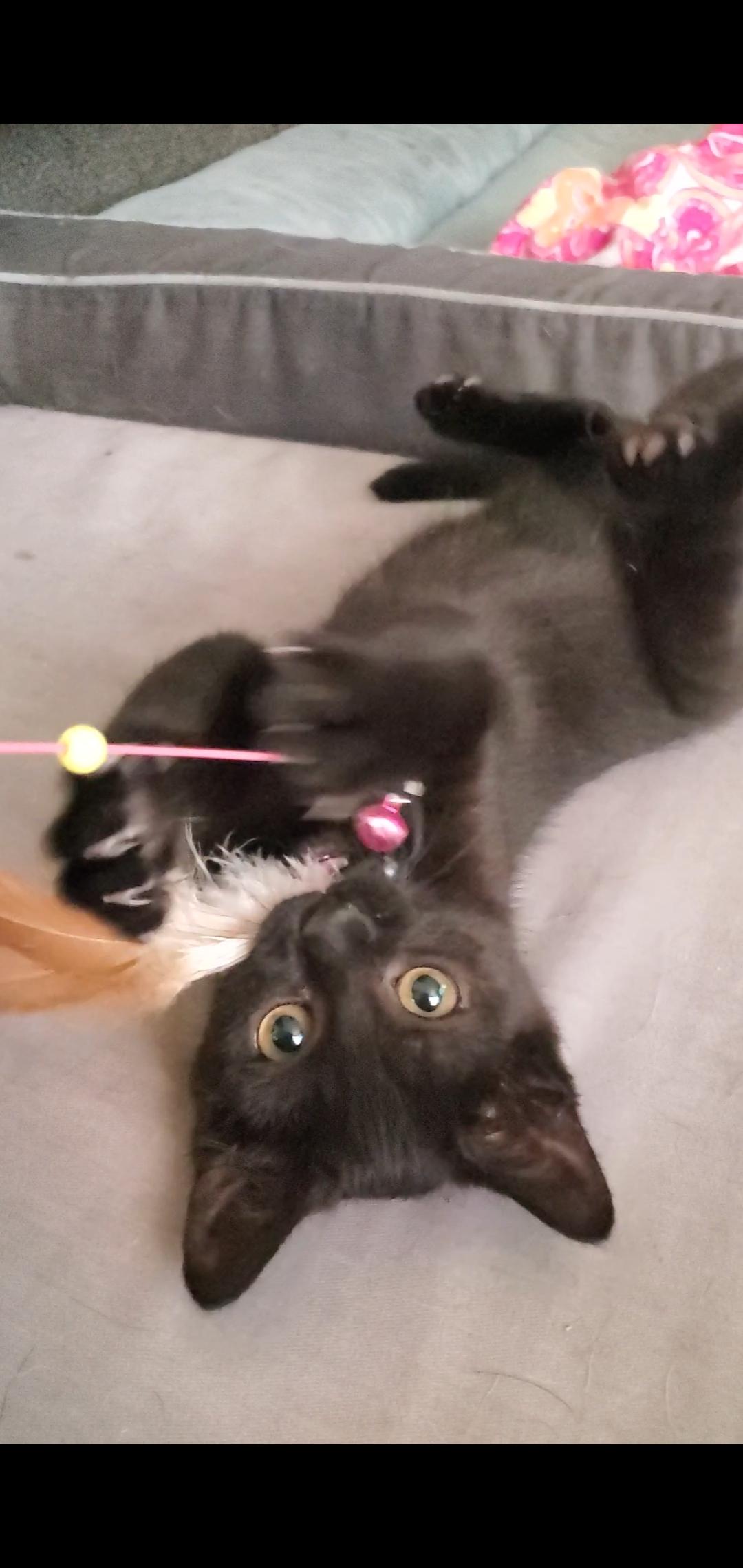 Sabrina, a Adopted mixed breed in Temecula, CA image 2/4