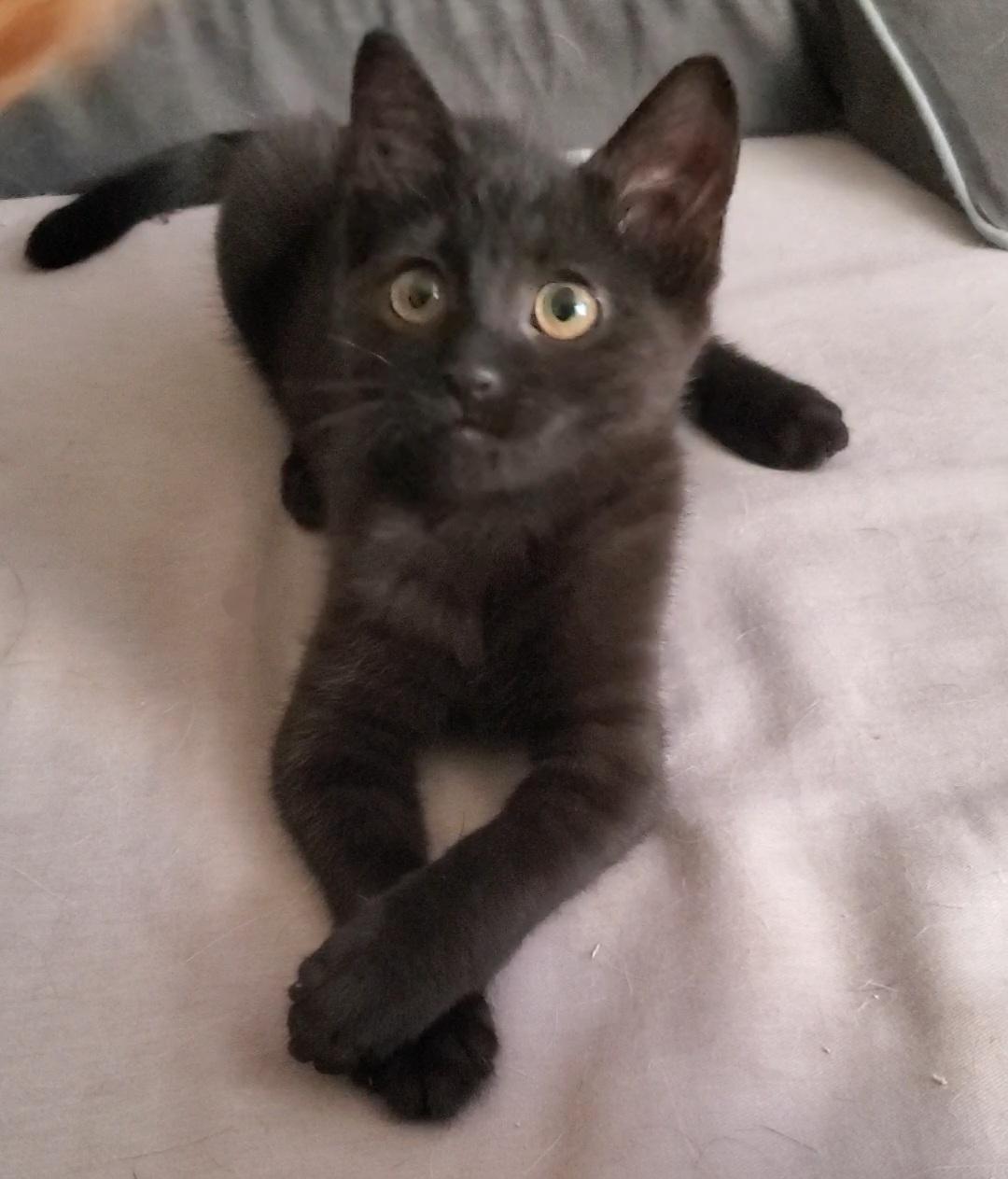 Sabrina, a Adopted mixed breed in Temecula, CA image 3/4