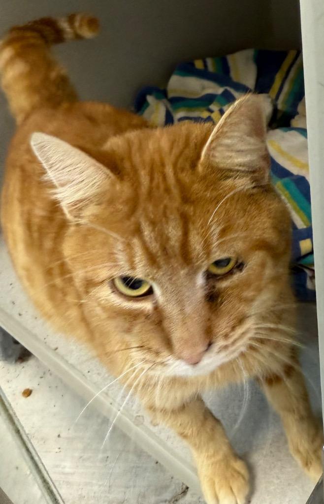 Garfield, Adoptable, Adult Male Domestic Short Hair.
