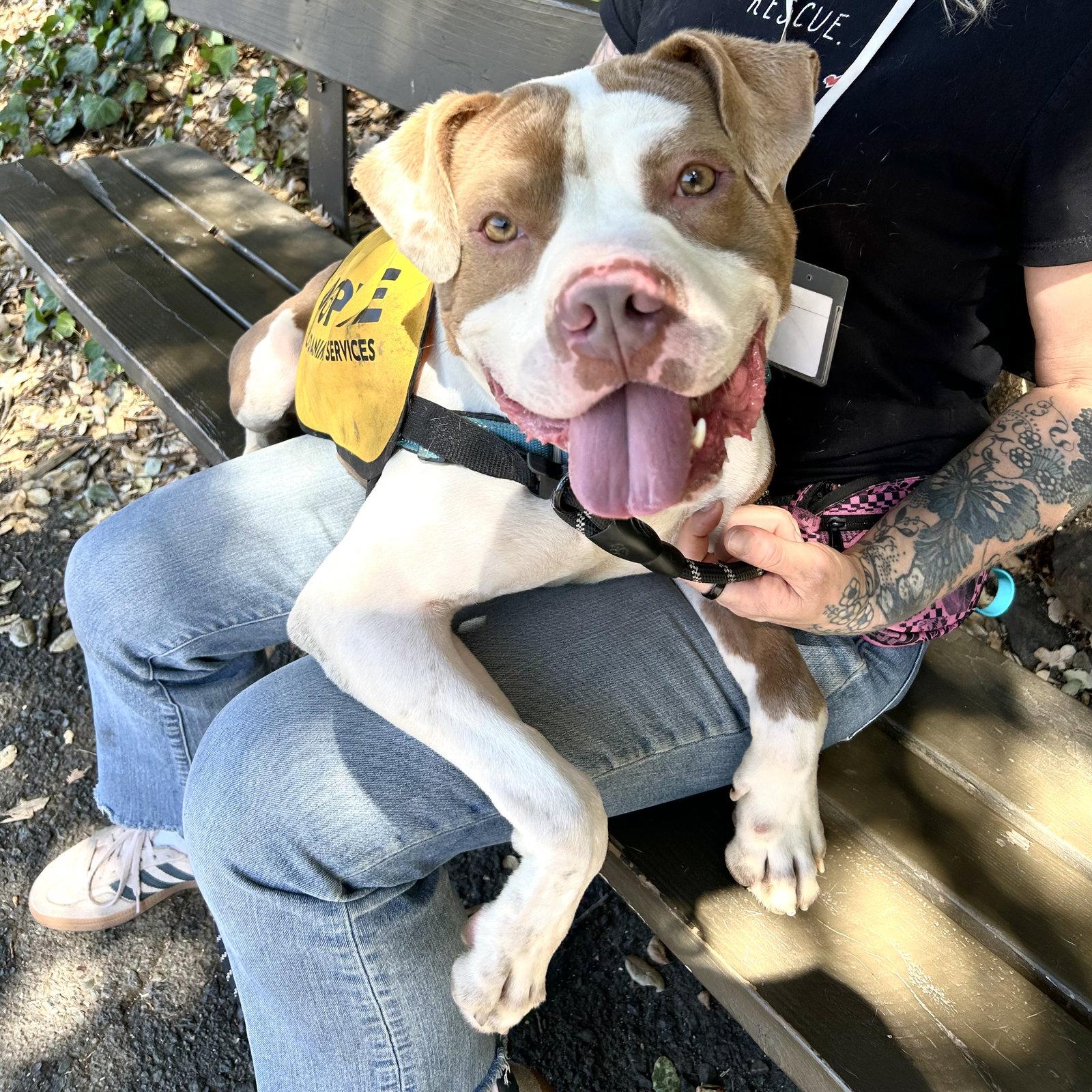 Belden, Adoptable, Young Male Pit Bull Terrier.