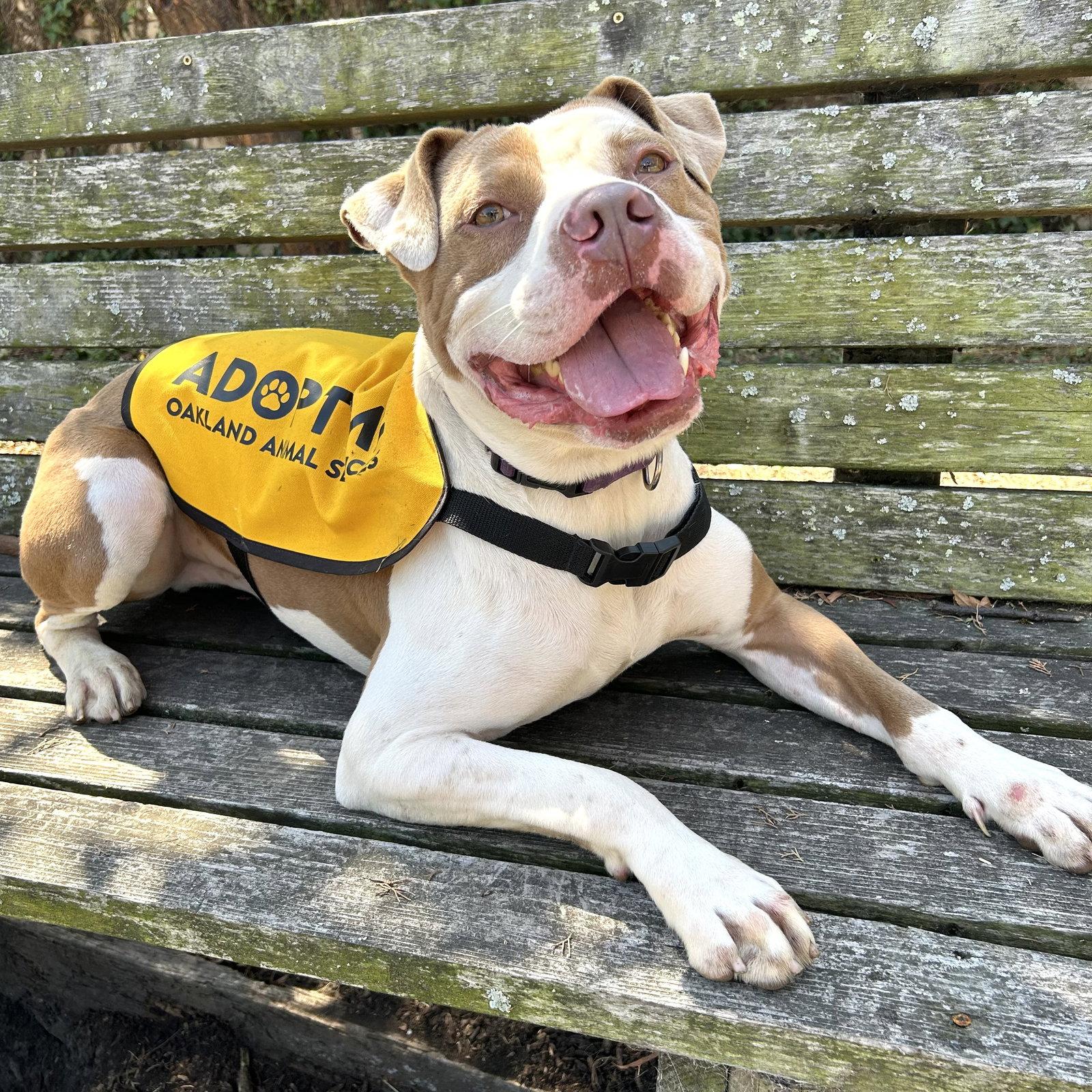 Enlarge Belden, a Adoptable Pit Bull Terrier in Oakland, CA image 2/3