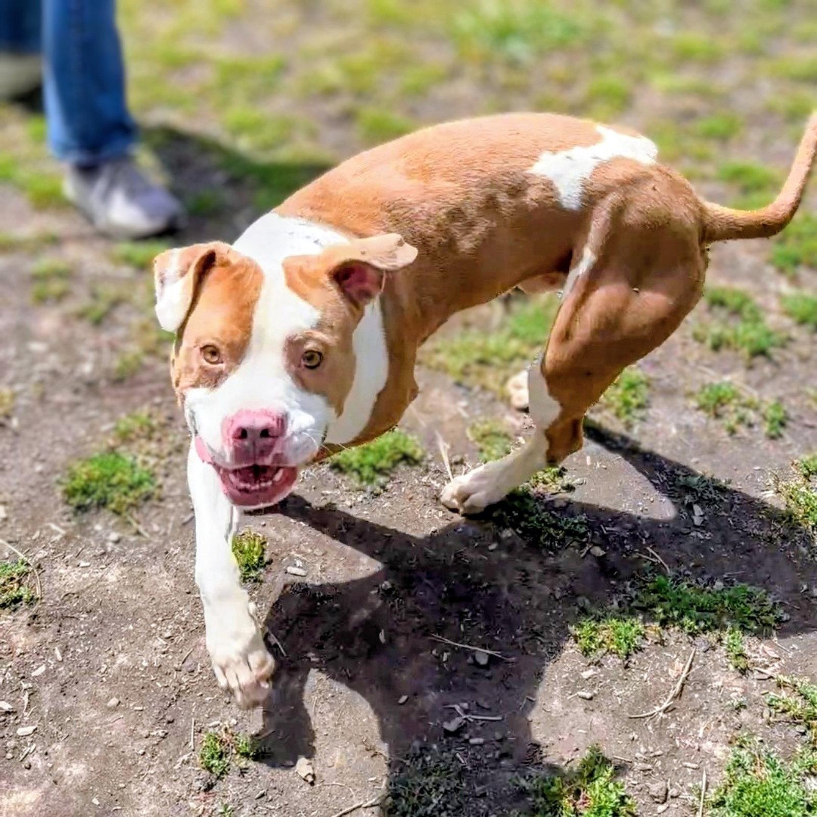 Belden, Adoptable, Young Male Pit Bull Terrier.