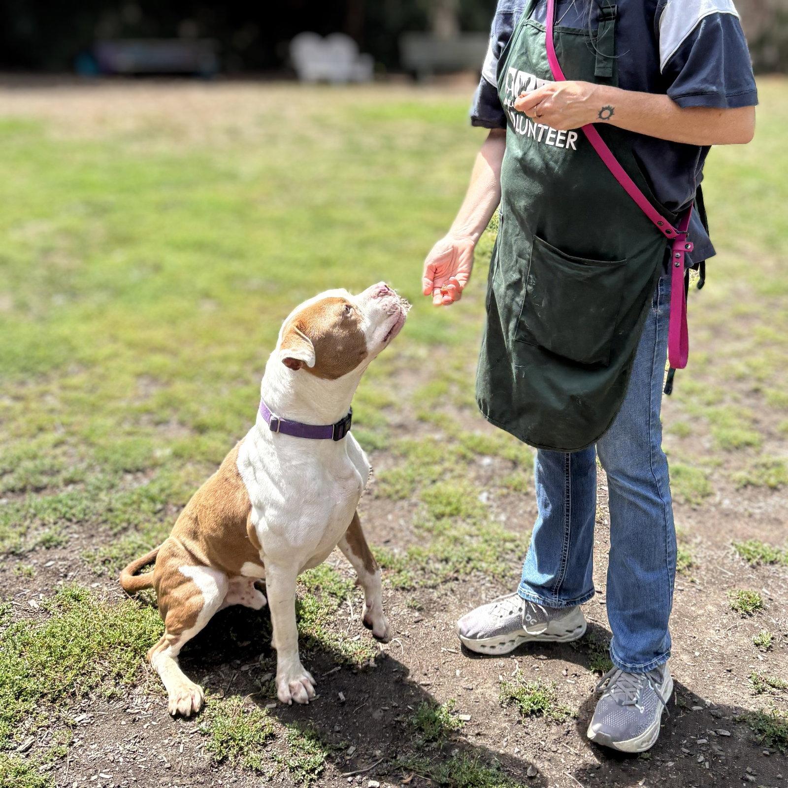 Enlarge Belden, a Adoptable Pit Bull Terrier in Oakland, CA image 2/3