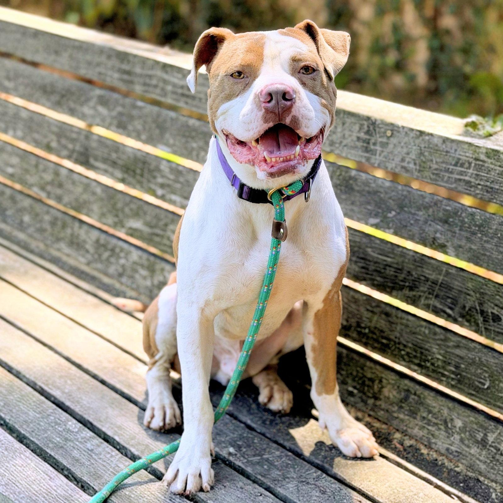 Enlarge Belden, a Adoptable Pit Bull Terrier in Oakland, CA image 3/3