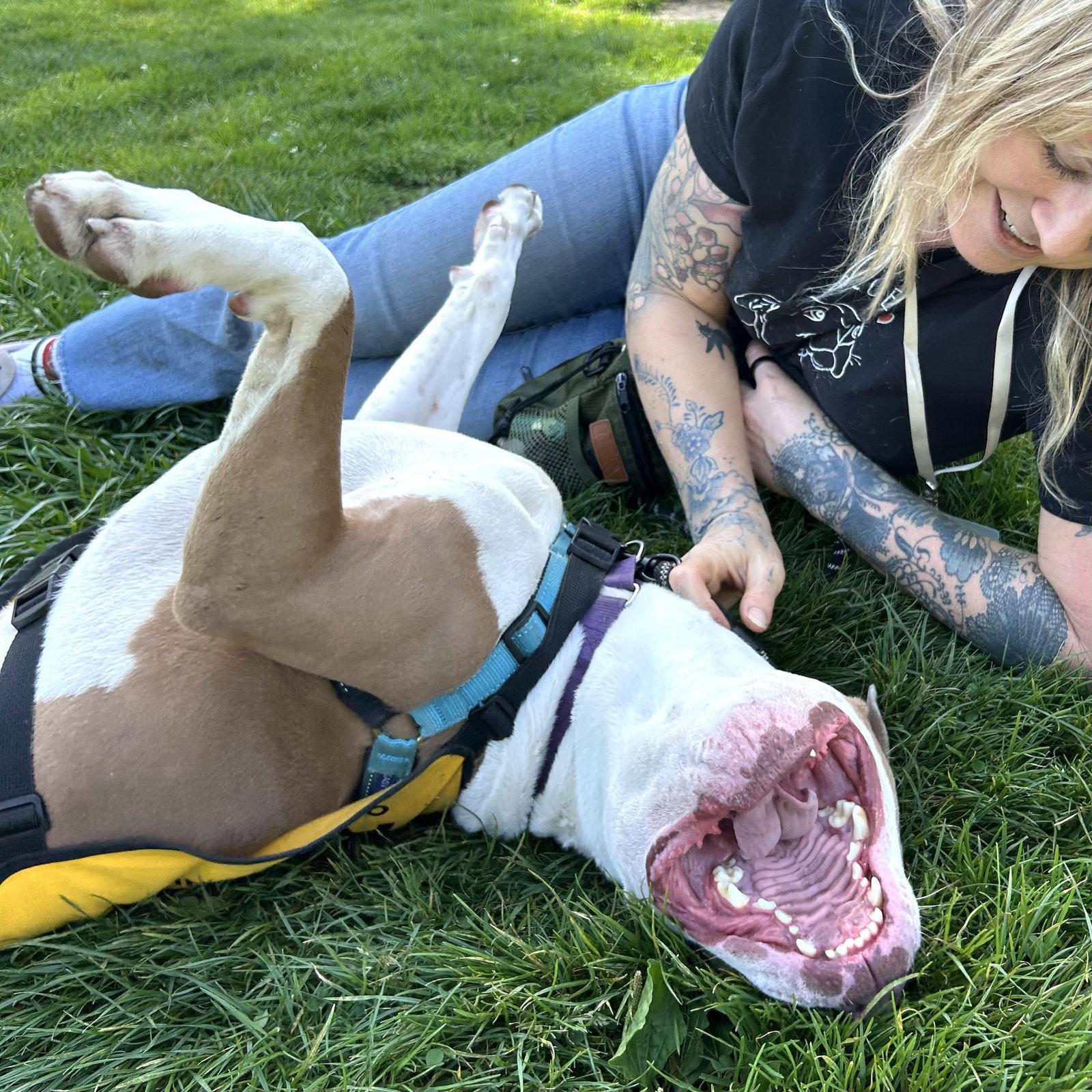 Enlarge Belden, a Adoptable Pit Bull Terrier in Oakland, CA image 3/3