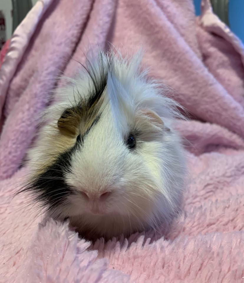 Mowhawk Mark, Adoptable, Adult Male Guinea Pig.