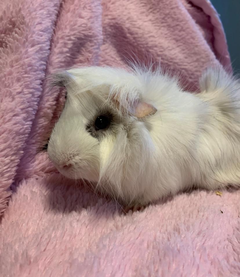 Enlarge Mowhawk Mark, a Adoptable mixed breed in Chickasha, OK image 2/2