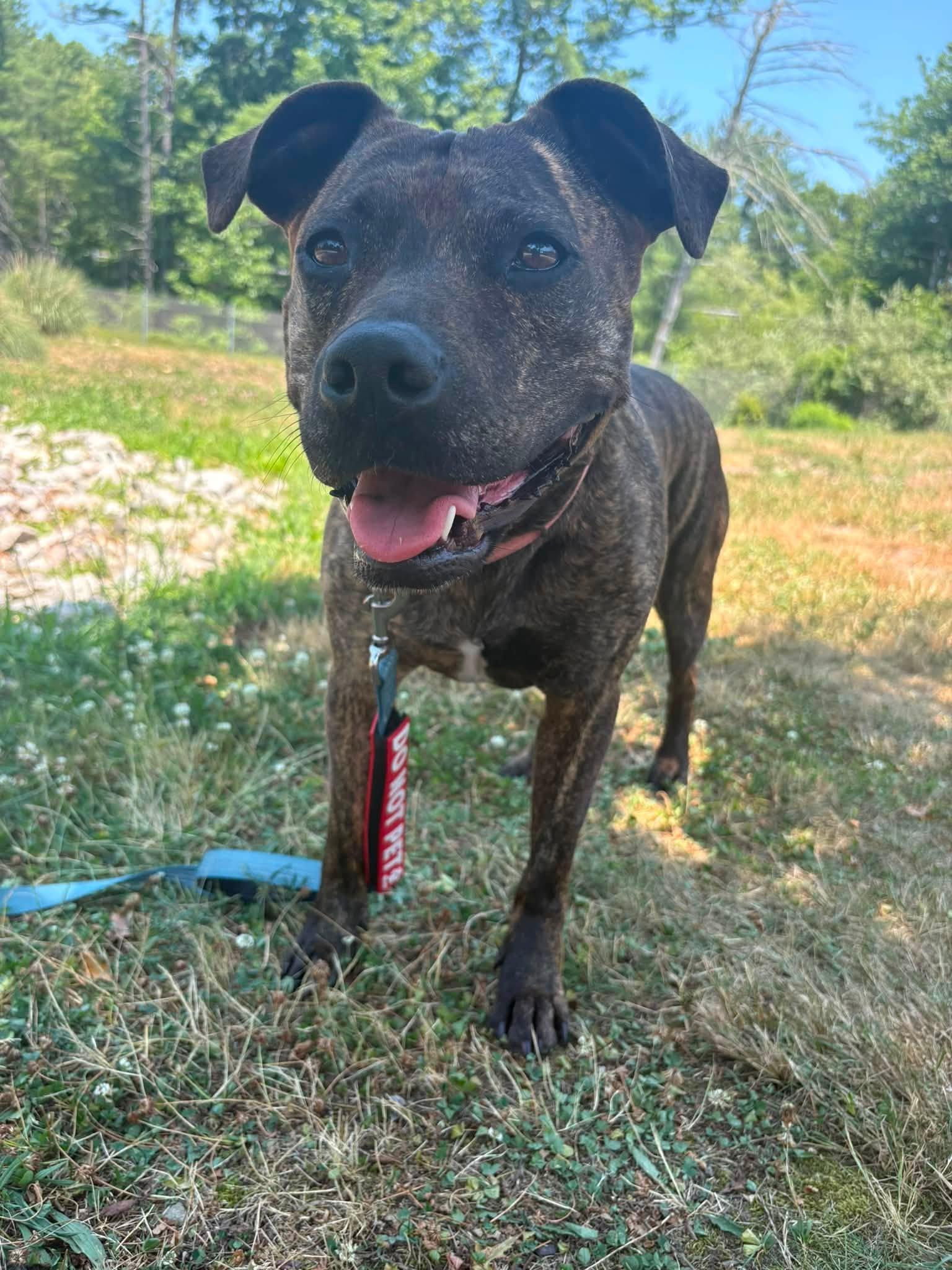 Enlarge Halsey - ADOPTION FEE SPONSORED, a Adoptable mixed breed in Pembroke, MA image 3/6
