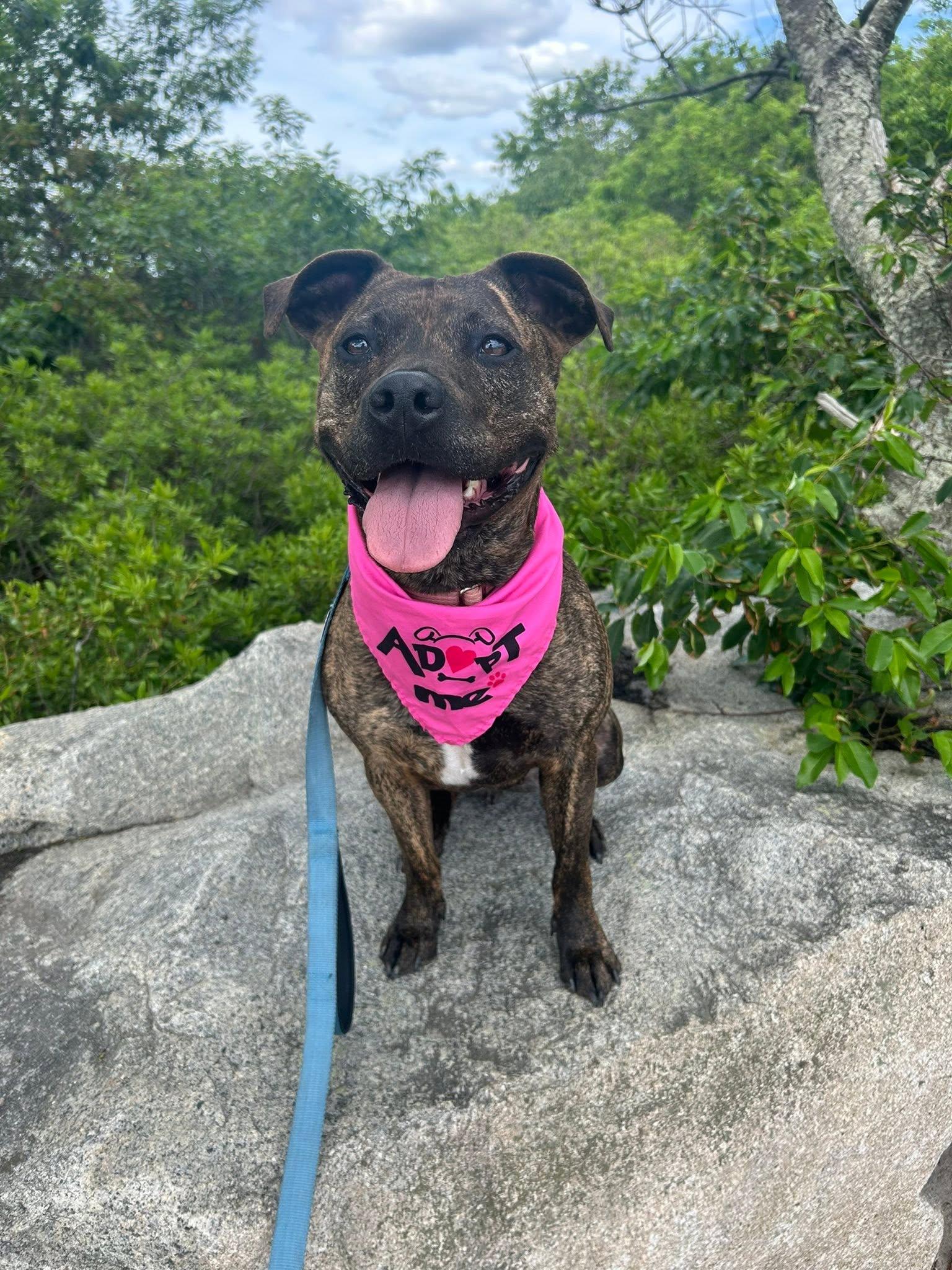 Enlarge Halsey - ADOPTION FEE SPONSORED, a Adoptable mixed breed in Pembroke, MA image 2/6