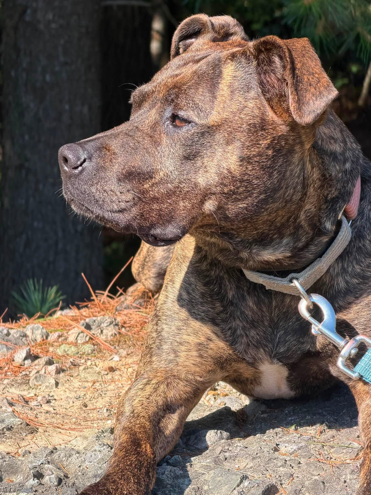 Enlarge Halsey - ADOPTION FEE SPONSORED, a Adoptable mixed breed in Pembroke, MA image 4/6