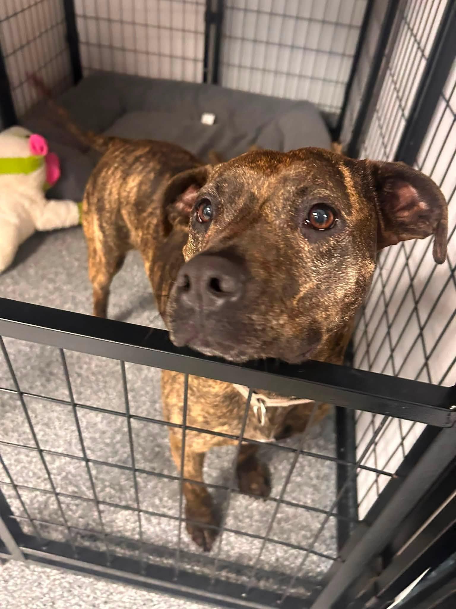 Enlarge Halsey - ADOPTION FEE SPONSORED, a Adoptable mixed breed in Pembroke, MA image 6/6