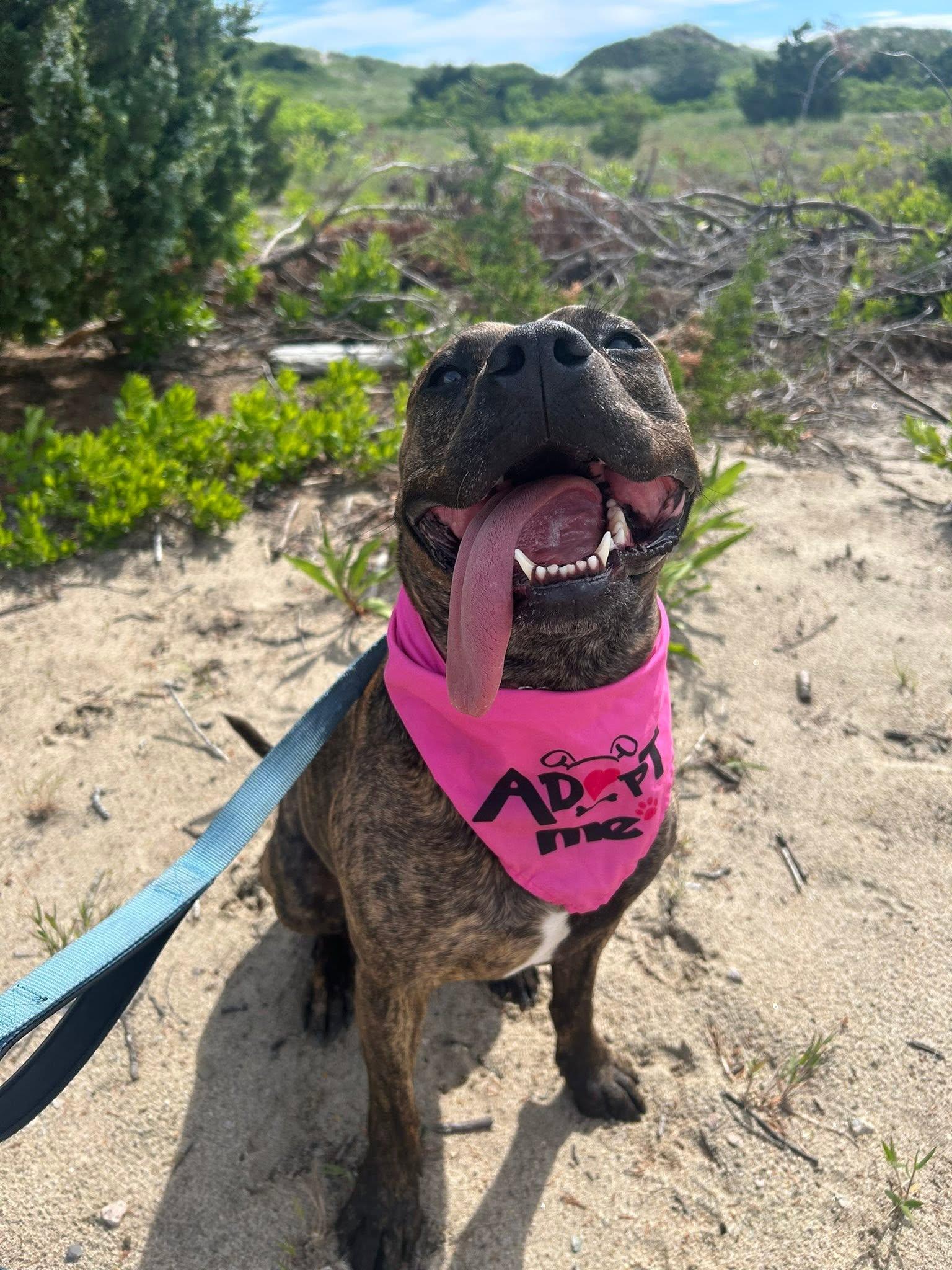 Halsey - ADOPTION FEE SPONSORED, Adoptable, Adult Female Staffordshire Bull Terrier.