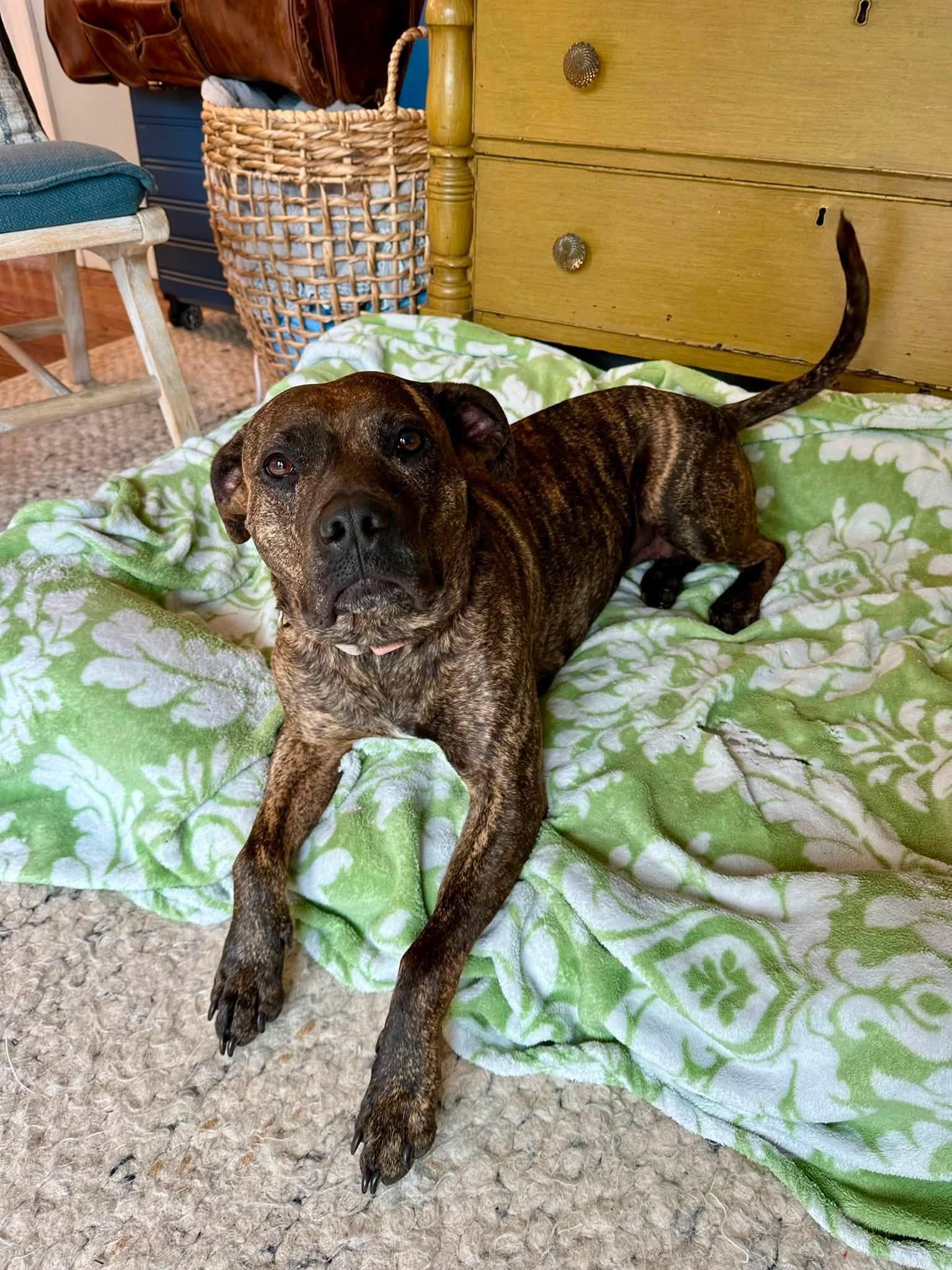 Enlarge Halsey - ADOPTION FEE SPONSORED, a Adoptable mixed breed in Pembroke, MA image 5/6