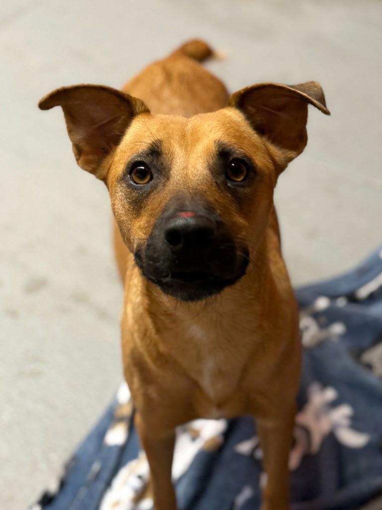 Pancake, Adopted, Adult Female Shepherd & Pit Bull Terrier.