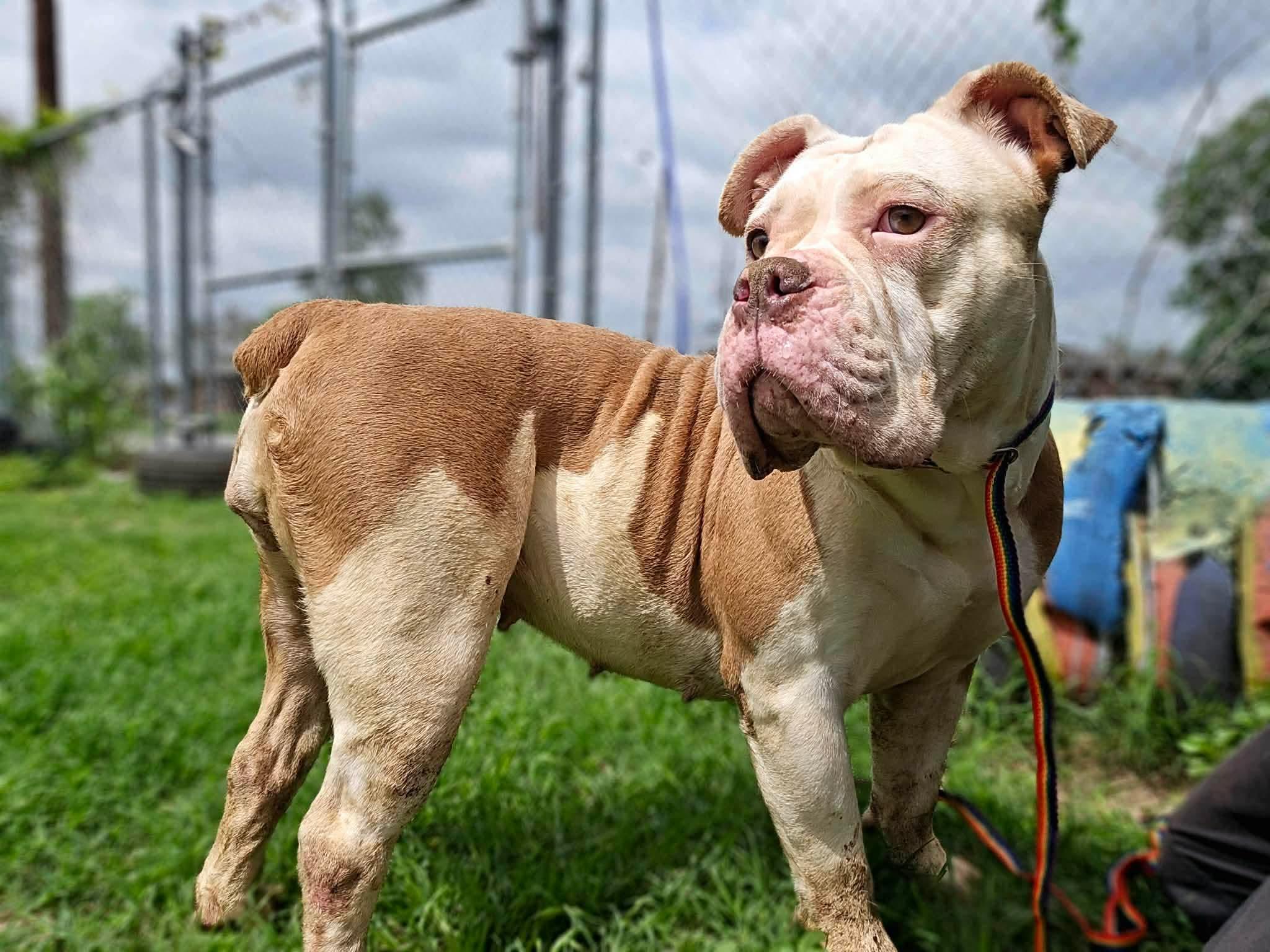 Enlarge Dolly, a ADOPTABLE mixed breed in St Catharines, ON image 2/5
