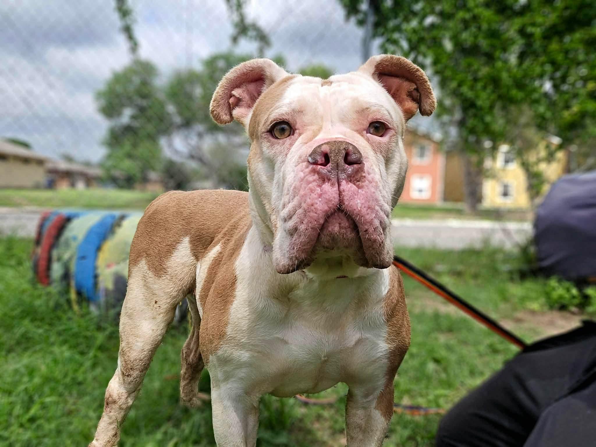 Enlarge Dolly, a ADOPTABLE mixed breed in St Catharines, ON image 3/5