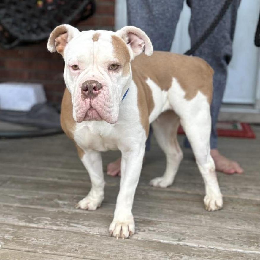 Enlarge Dolly, a ADOPTABLE mixed breed in St Catharines, ON image 5/5