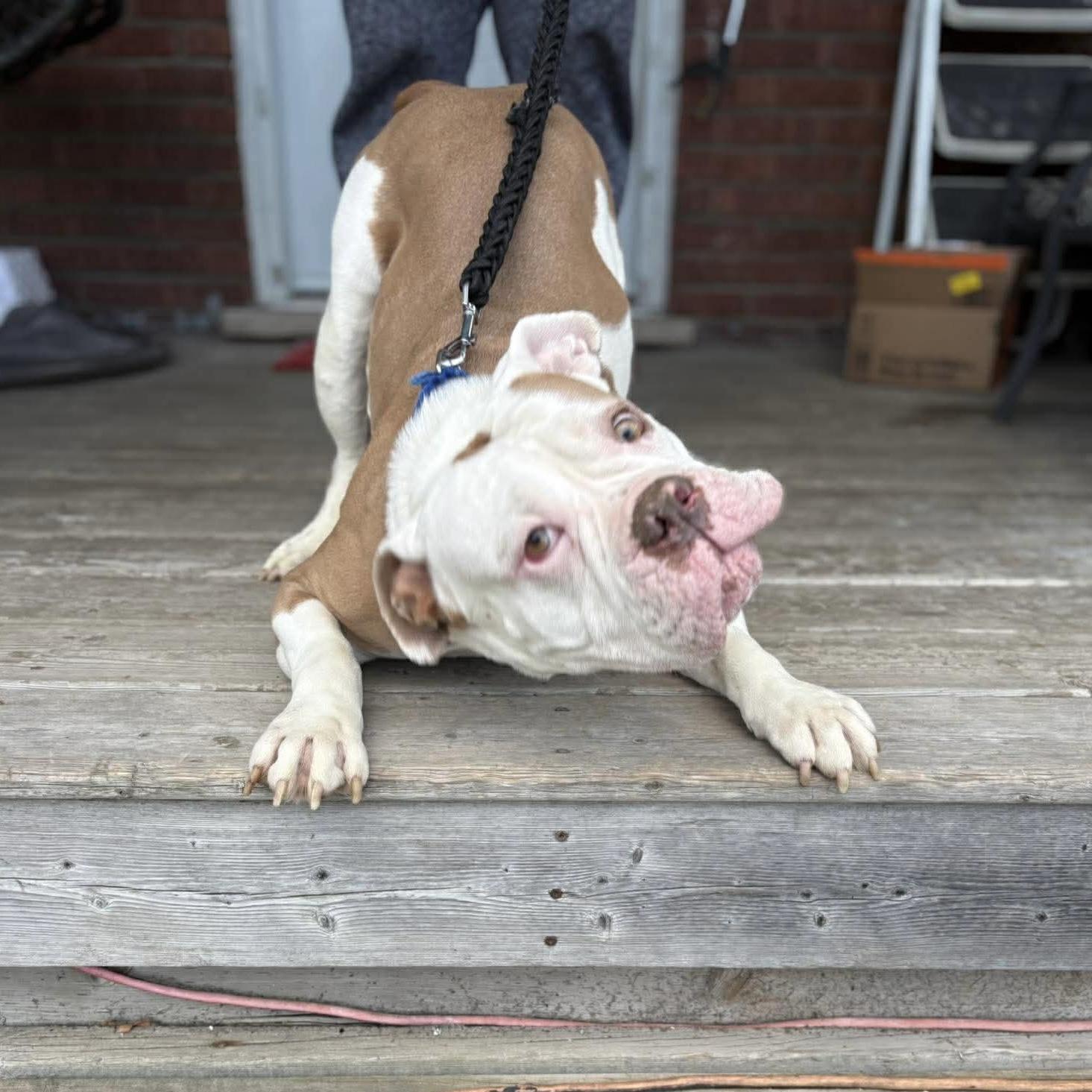 Enlarge Dolly, a ADOPTABLE mixed breed in St Catharines, ON image 4/5