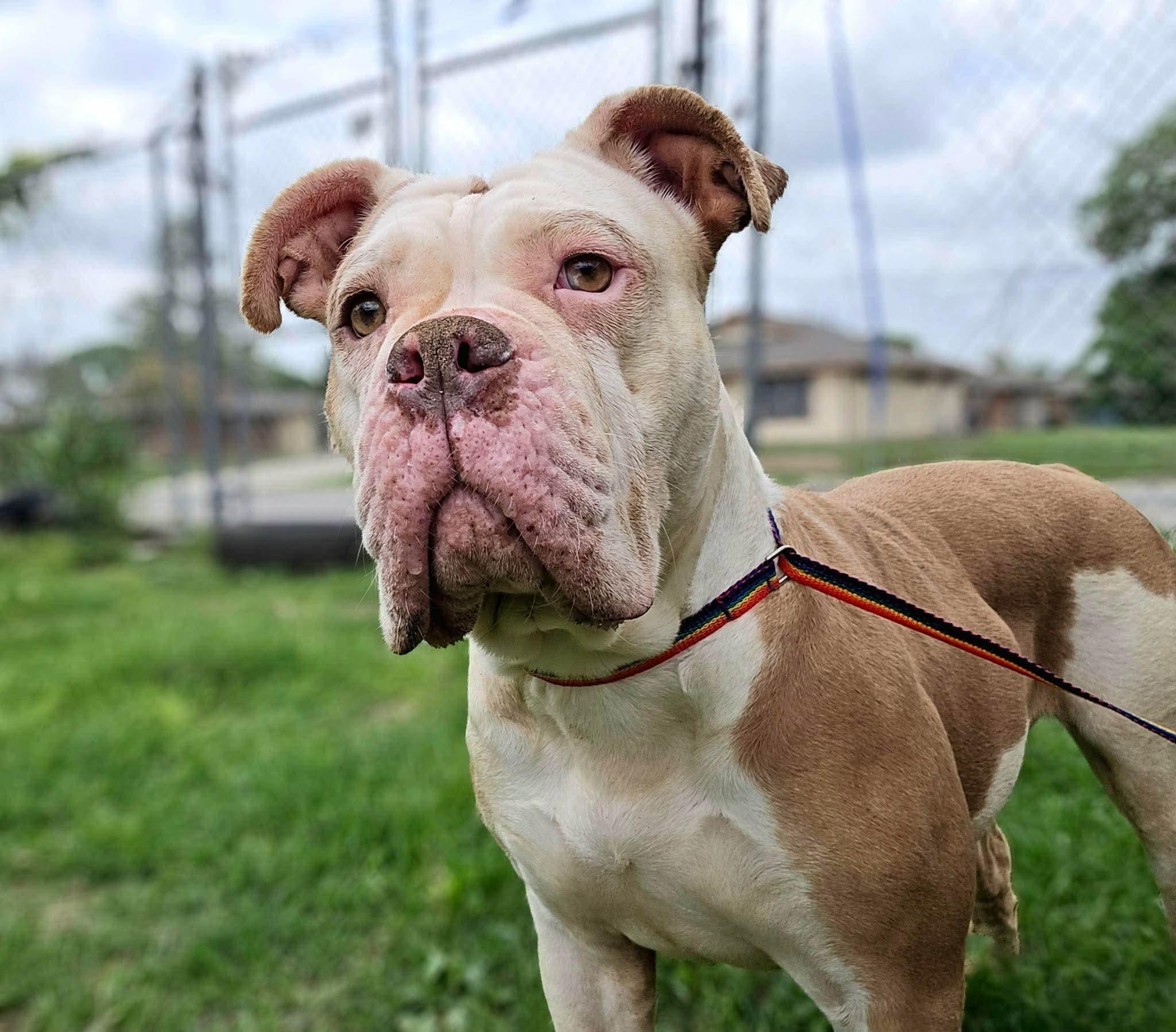 Dolly, ADOPTABLE, Adult Female American Bulldog.