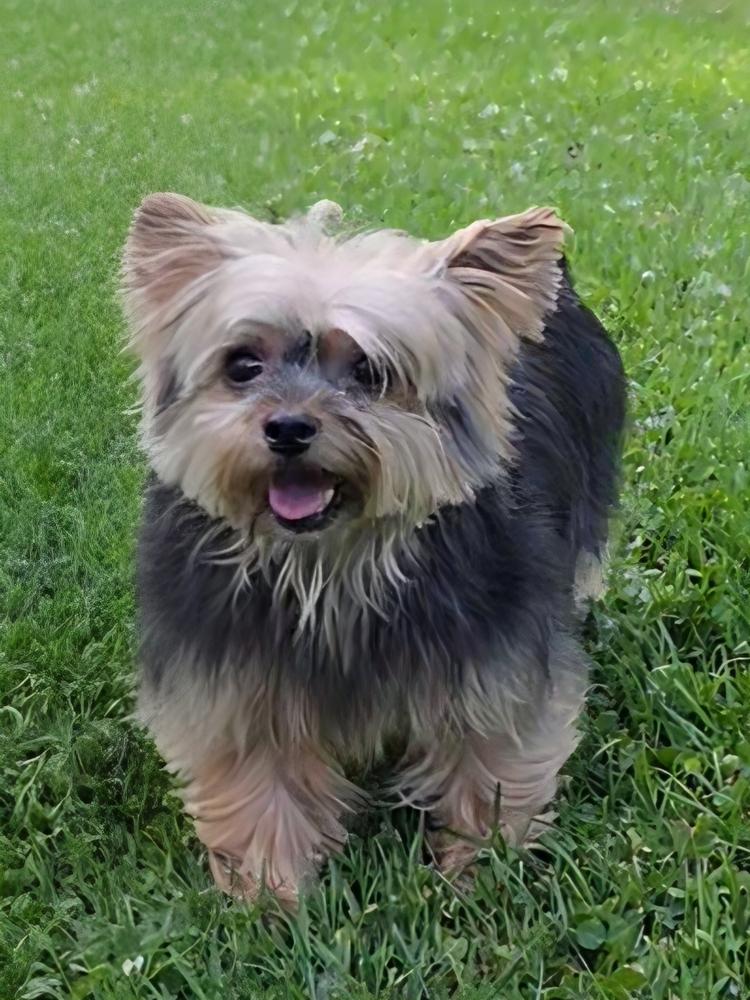 Parker, Adoptable, Adult Female Yorkshire Terrier.