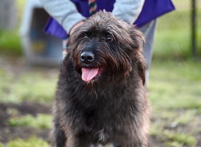 PEPPER, Adoptable, Adult Female Old English Sheepdog & Mixed Breed.