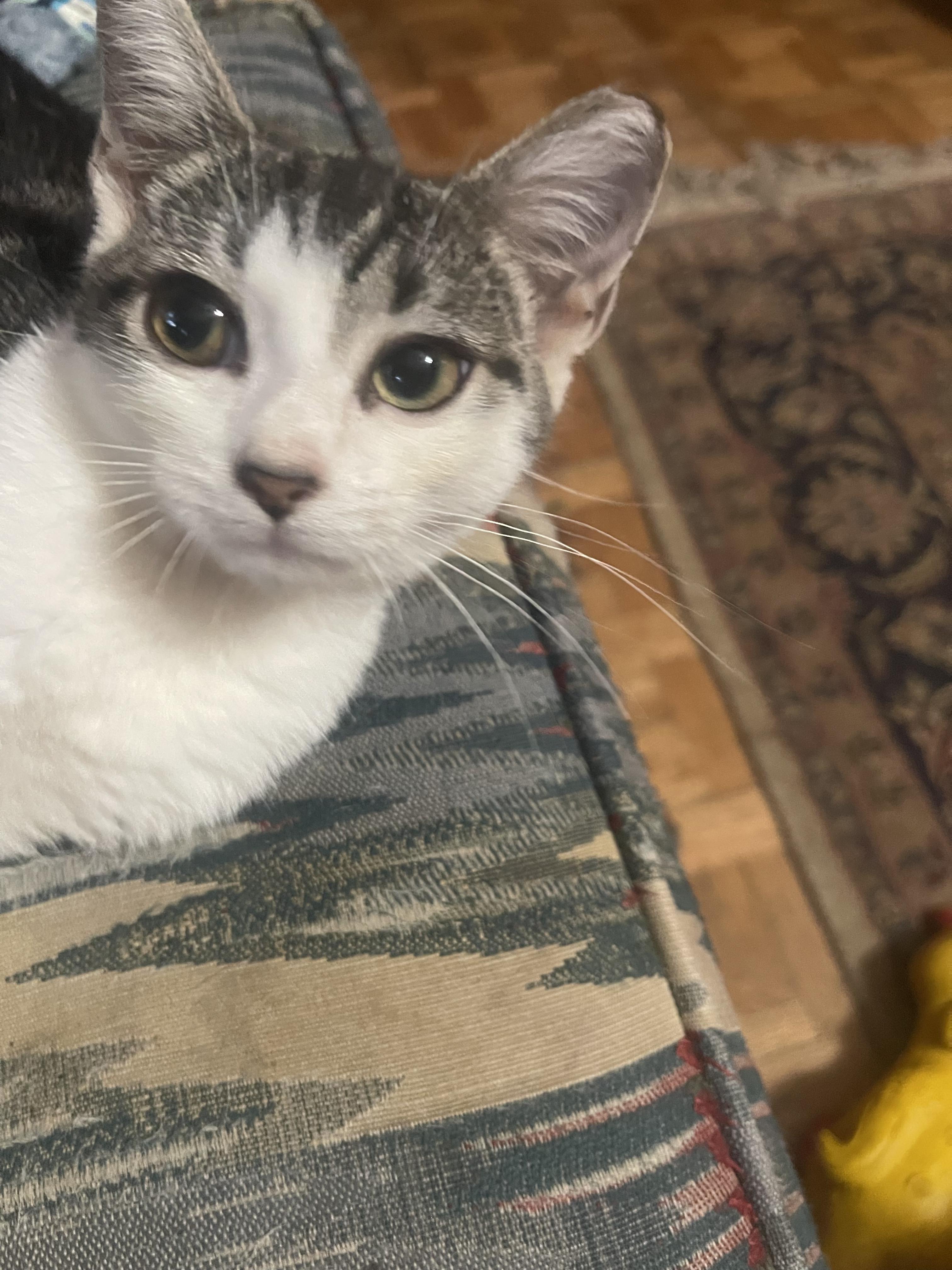 Enlarge Ziggy, an adopted American Shorthair in Chattanooga, TN image 1/2