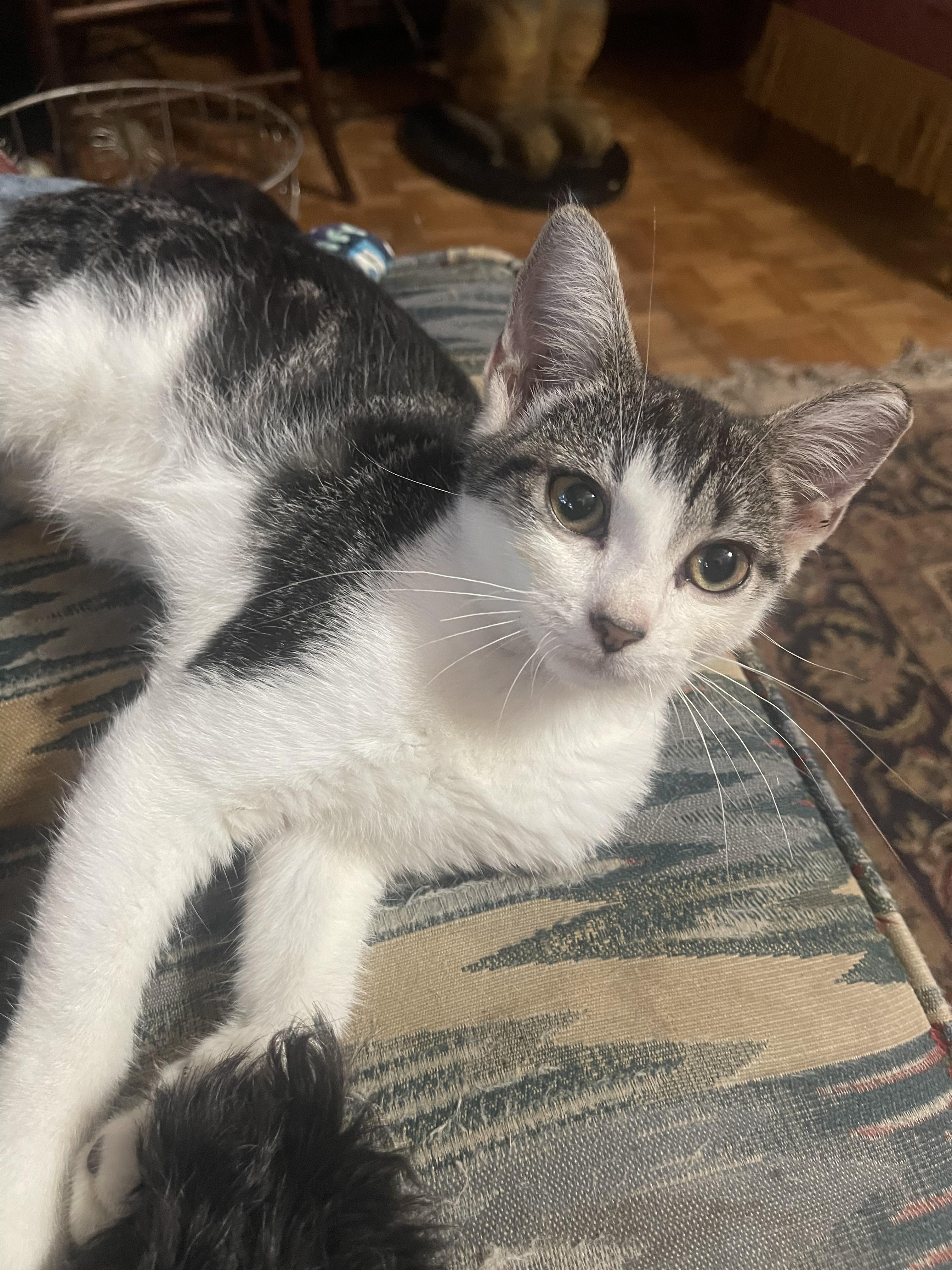 Enlarge Ziggy, an adopted American Shorthair in Chattanooga, TN image 2/2