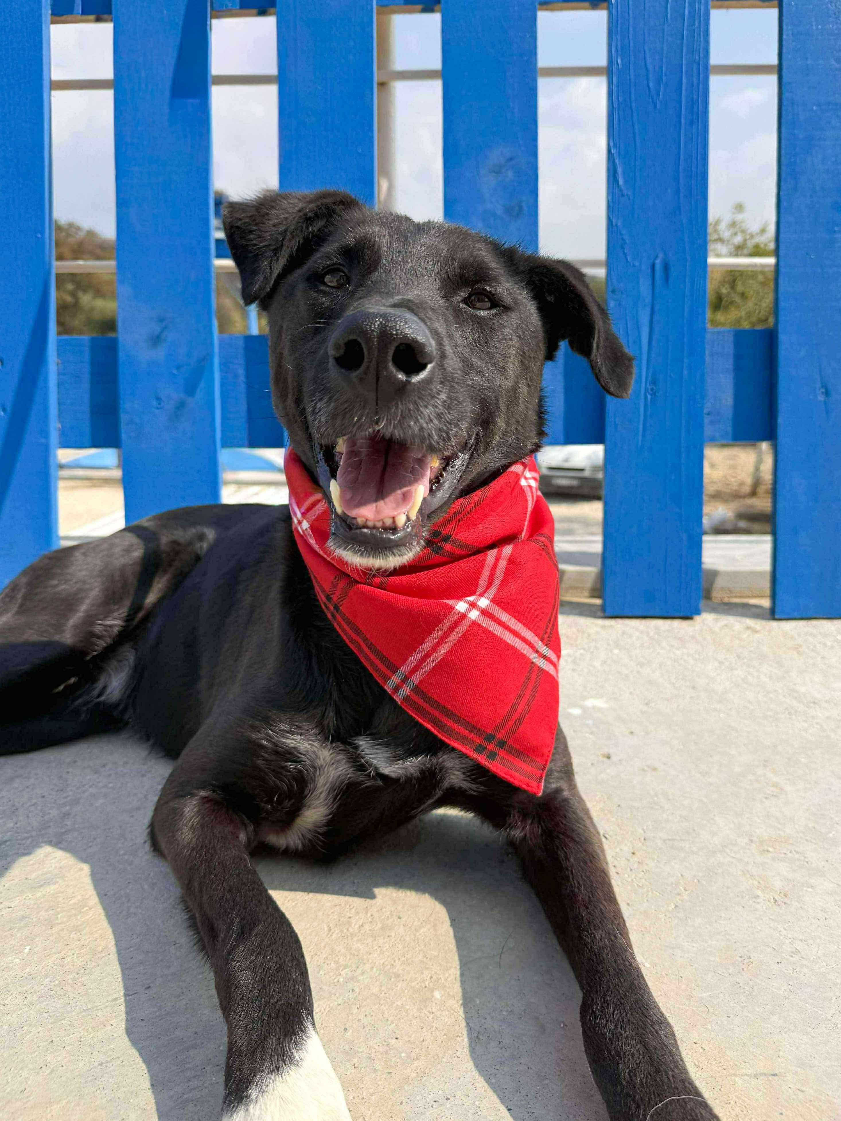 Enlarge Eclipse , a Adoptable mixed breed in Poulsbo, WA image 1/2