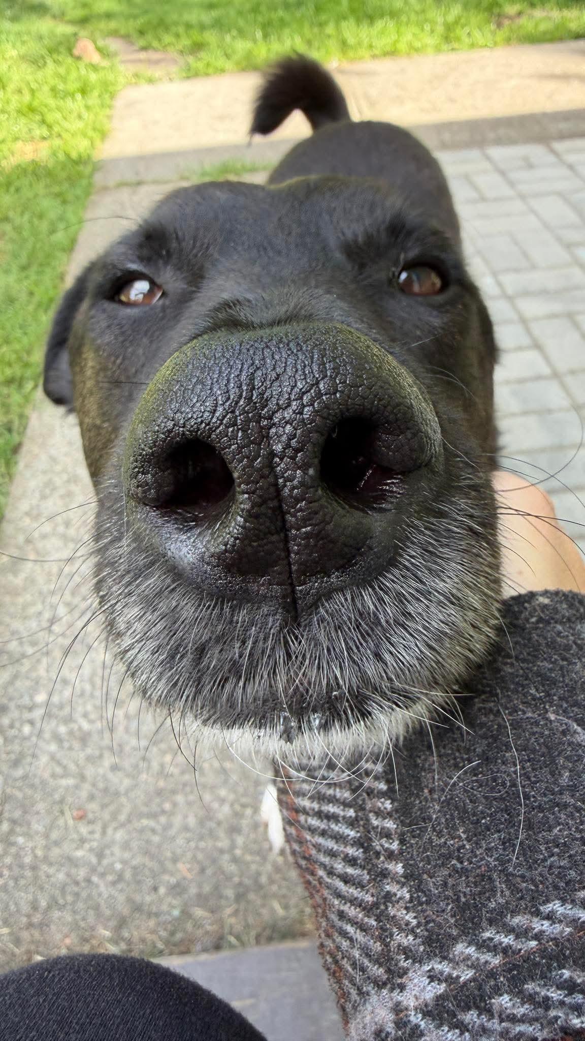 Enlarge Eclipse , a Adoptable mixed breed in Poulsbo, WA image 6/6