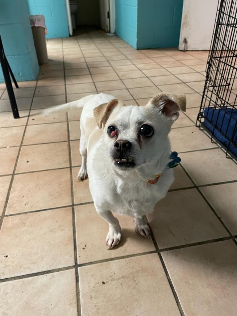 Ghost, Adoptable, Senior Male Mixed Breed.