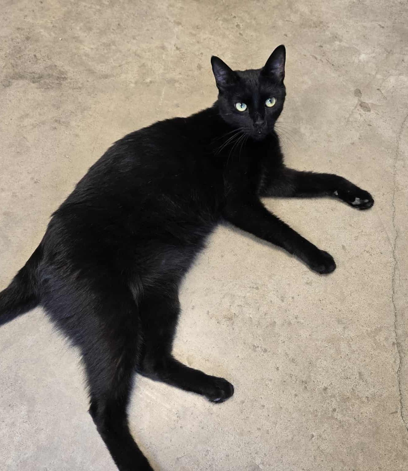 Papa John, an adoptable Domestic Short Hair in Larned, KS, 67550 | Photo Image 5