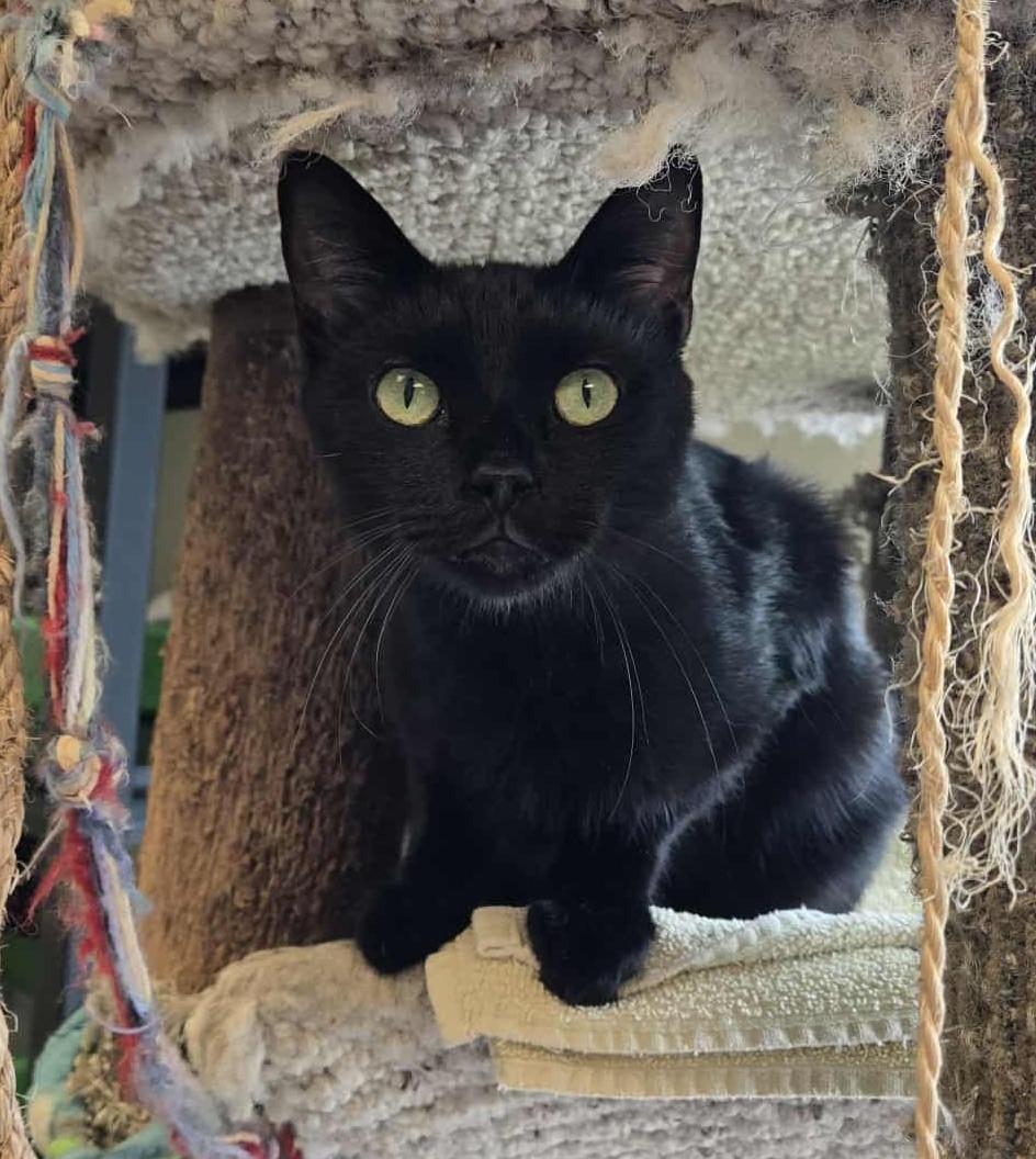 Papa John, an adoptable Domestic Short Hair in Larned, KS, 67550 | Photo Image 4
