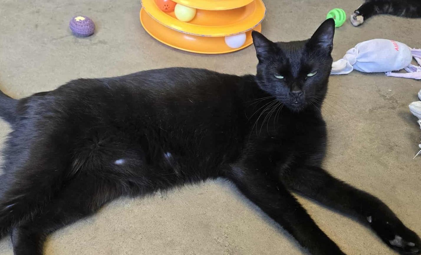 Papa John, an adoptable Domestic Short Hair in Larned, KS, 67550 | Photo Image 3