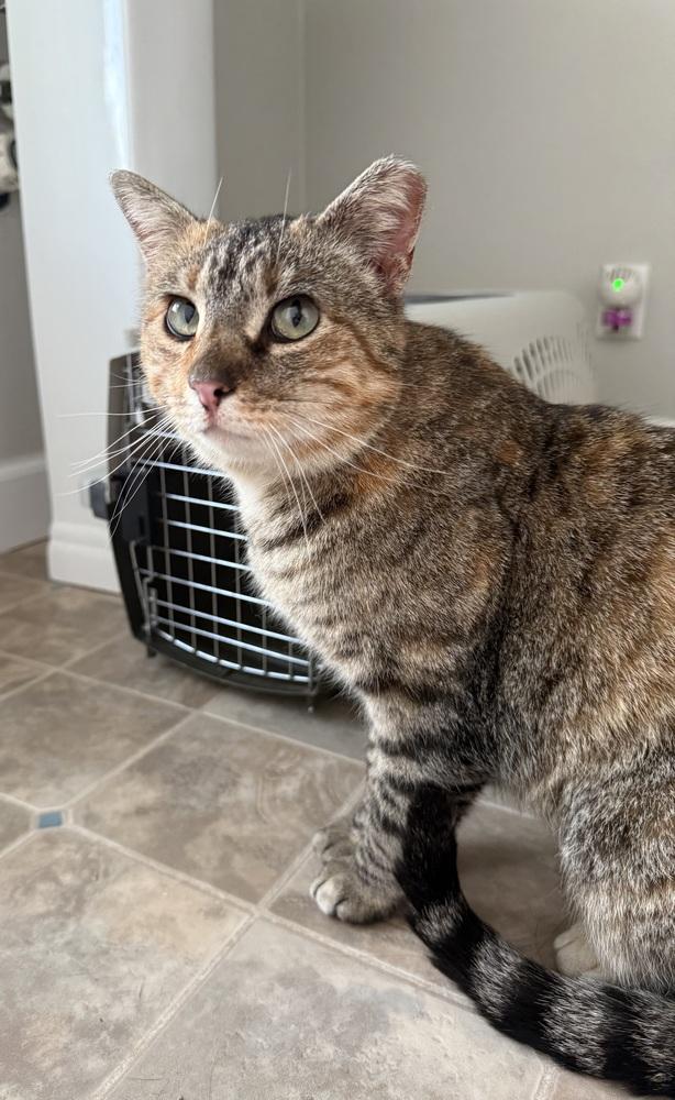 Enlarge Biscuit, a Adoptable Domestic Short Hair in Metamora, IL image 2/3