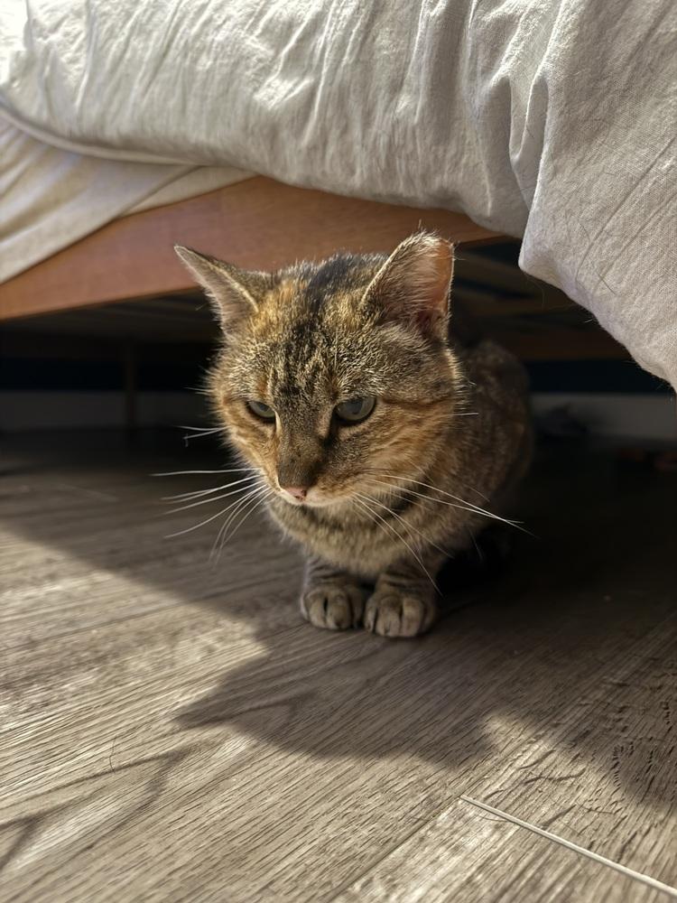 Enlarge Biscuit, a Adoptable Domestic Short Hair in Metamora, IL image 3/3