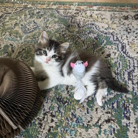 Enlarge Dash, a Adoptable Domestic Medium Hair in San Jose, CA image 1/3