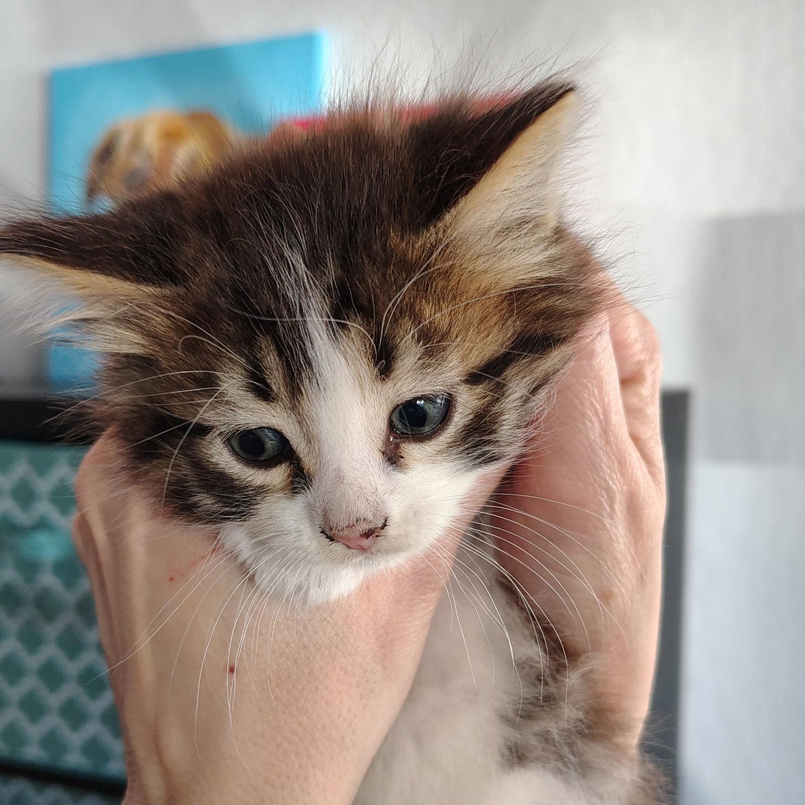 Enlarge Dash, a Adoptable Domestic Medium Hair in San Jose, CA image 3/3