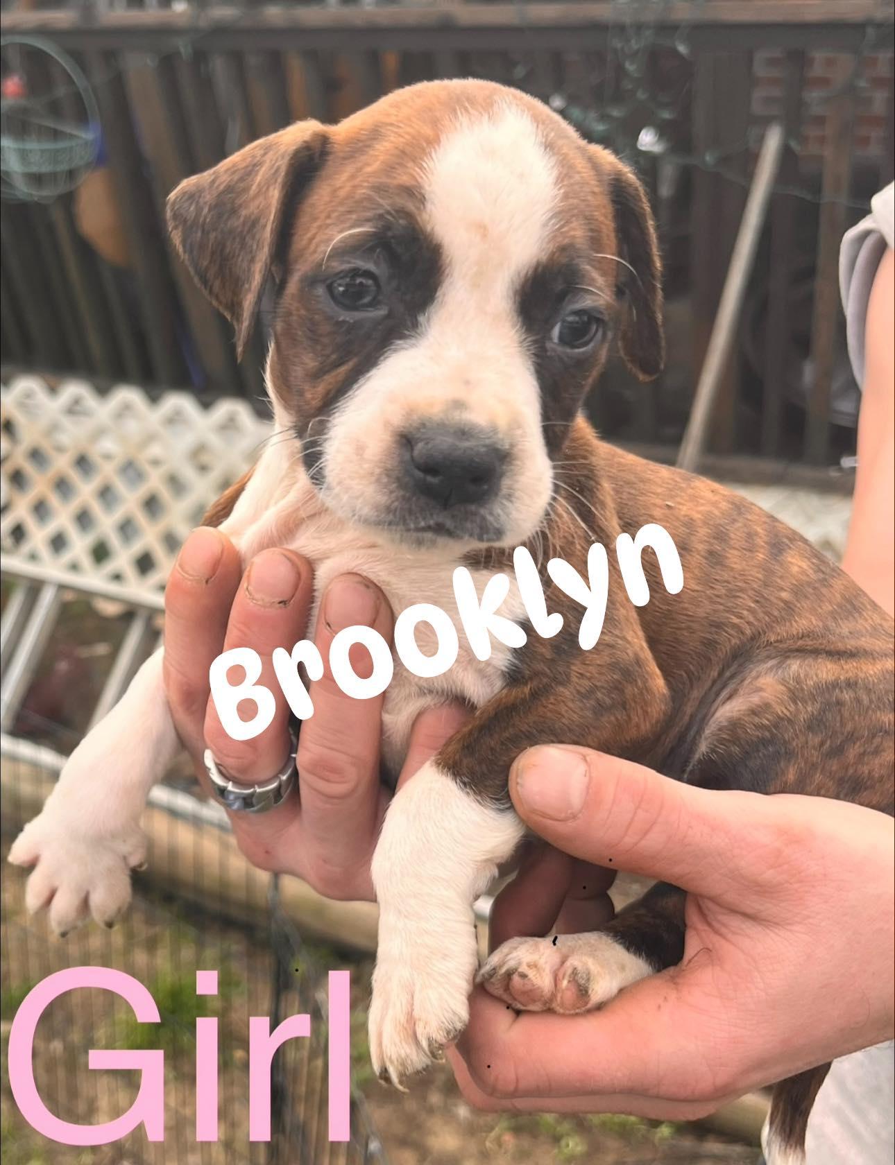 Brooklyn, ADOPTABLE, Puppy Female Mixed Breed & Boxer.