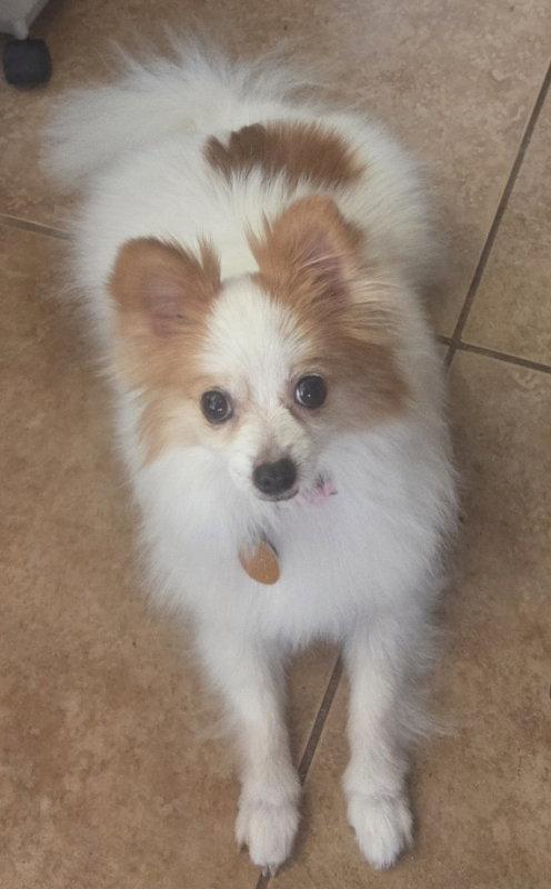 Fancy, Adopted, Adult Female Papillon.