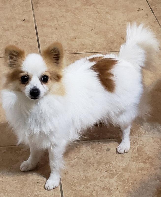 Fancy, a Adopted Papillon in Montgomery, TX image 2/3