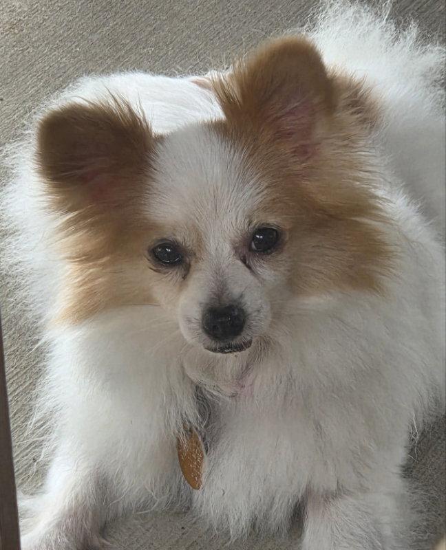 Fancy, a Adopted Papillon in Montgomery, TX image 3/3
