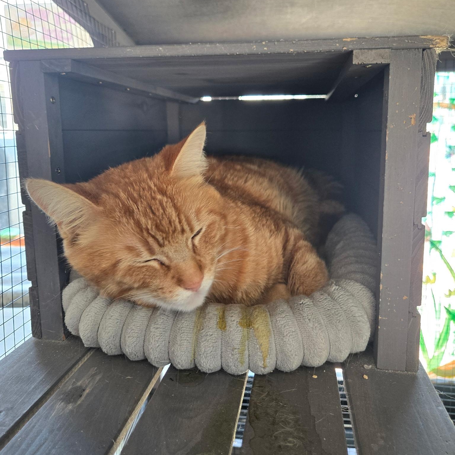 Enlarge Ruairi, a ADOPTABLE Tabby in San Francisco, CA image 4/6
