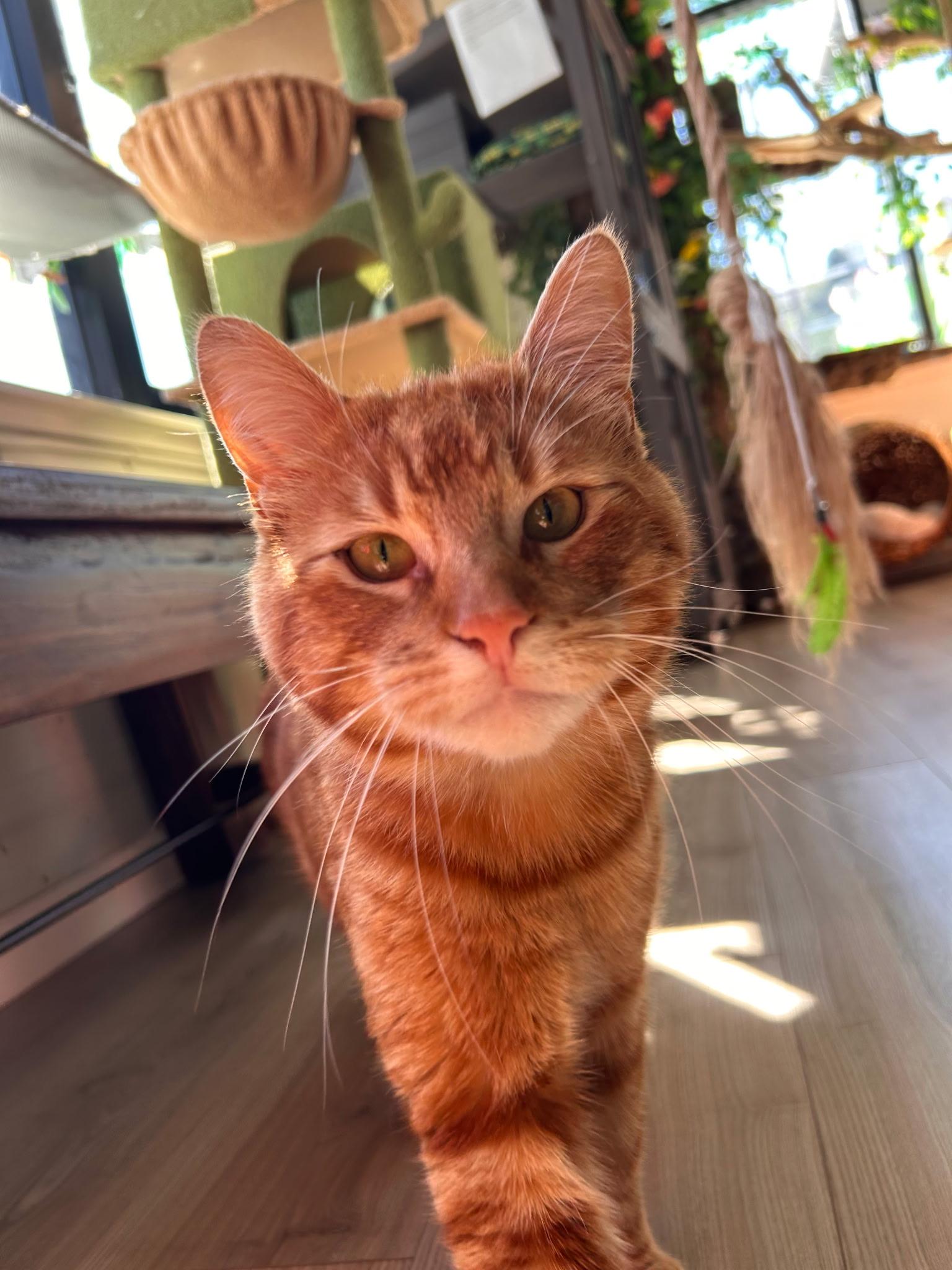 Ruairi, ADOPTABLE, Young Male Tabby.