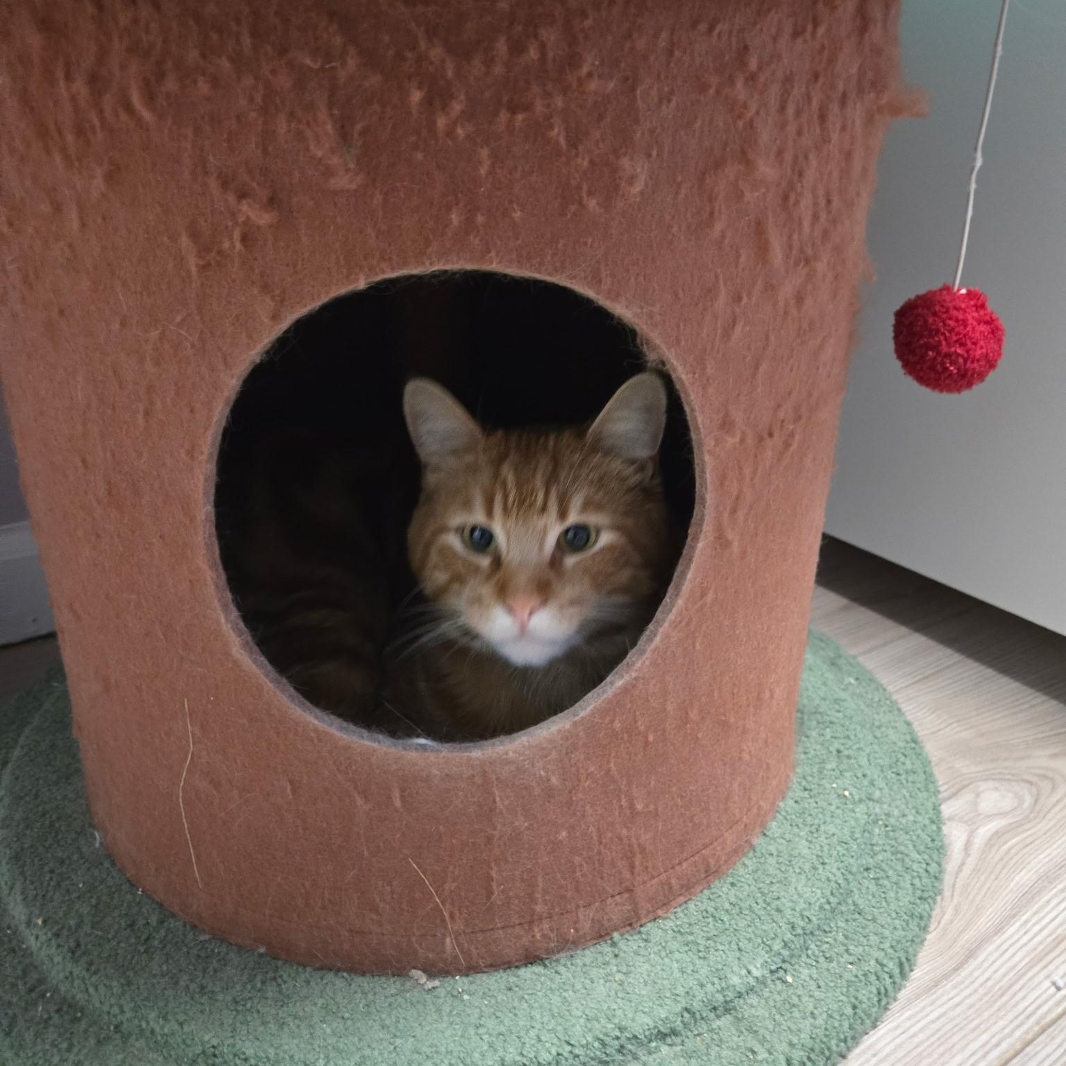 Enlarge Ruairi, a ADOPTABLE Tabby in San Francisco, CA image 5/6