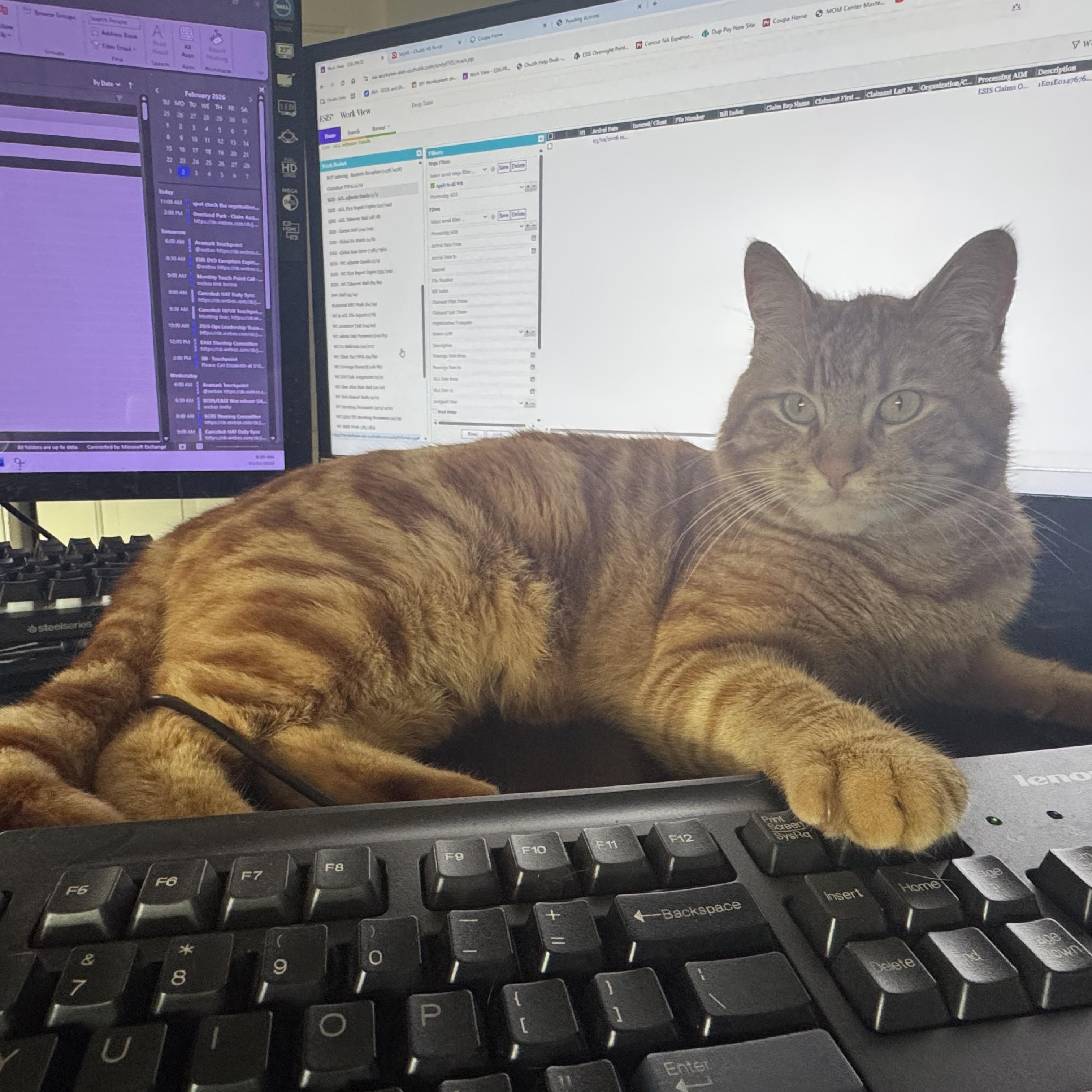 Ruairi, ADOPTABLE, Young Male Tabby.