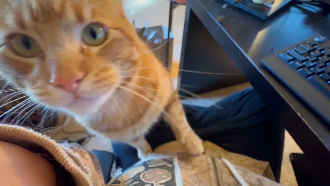 Enlarge Ruairi, a ADOPTABLE Tabby in San Francisco, CA video 6/6